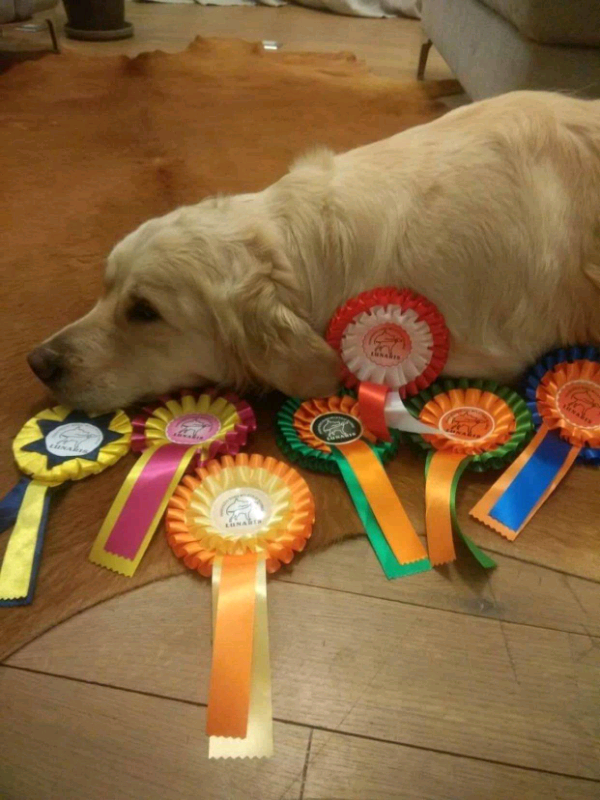 gumtree golden retriever for sale